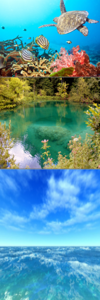 Water Consciousness Connection